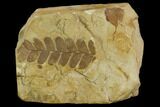 2.6" Pennsylvanian Seed Fern (Neuropteris) Pinnule Fossil - Kansas - #130258-1